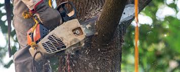 Best Soil Testing and Treatment  in Oak Park, CA