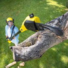 Best Tree and Shrub Care  in Oak Park, CA