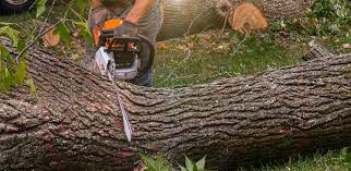 Best Emergency Tree Removal  in Oak Park, CA