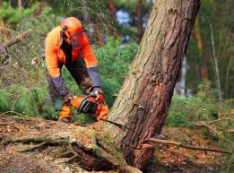 Best Lawn Pest Prevention  in Oak Park, CA