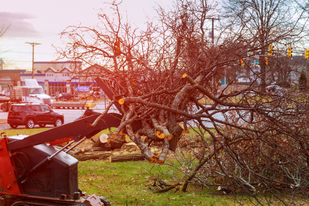 Tree and Shrub Care in Oak Park, CA