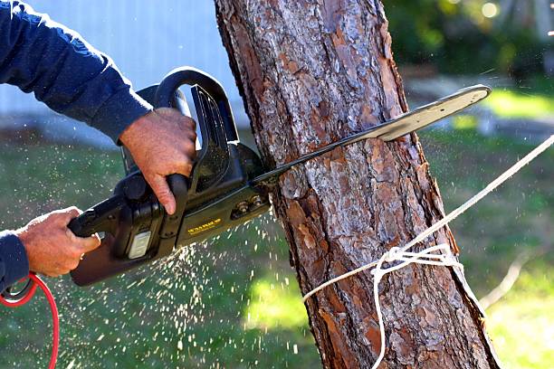 Best Tree Trimming and Pruning  in Oak Park, CA